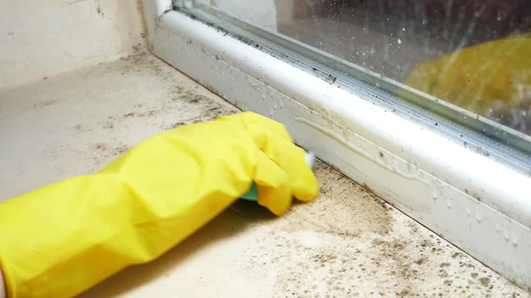 Reliable Waldo, FL Mold Removal Solutions